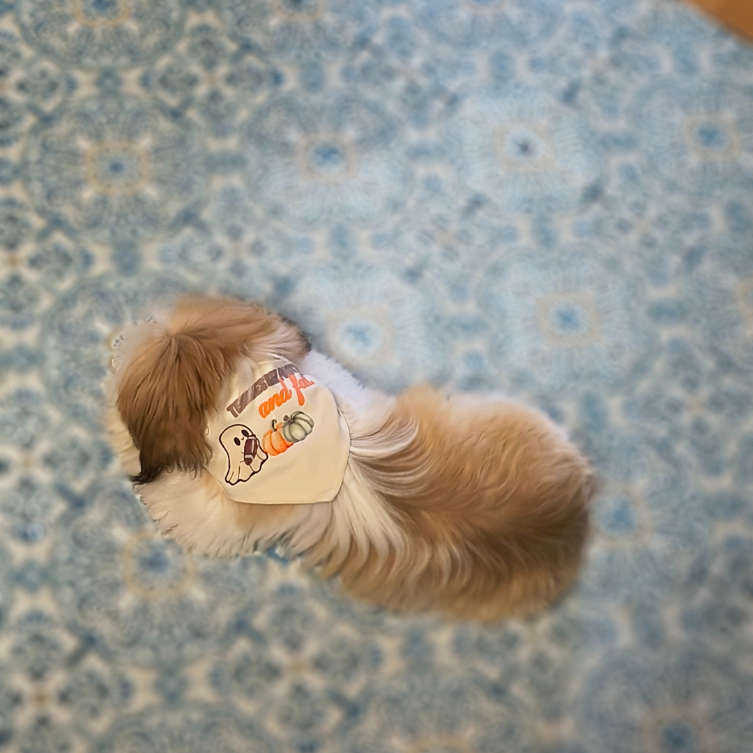 Football & Fall Dog Bandana